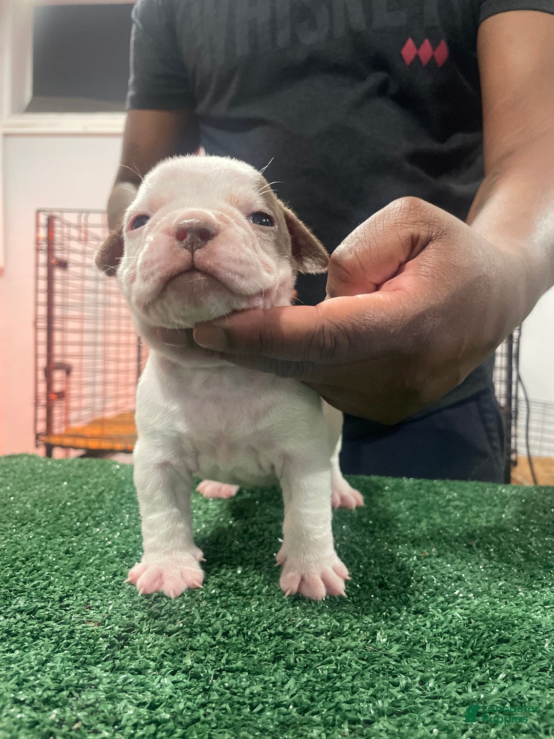 American Bully dogs for sale: American Bully Puppy 6 - Ad 17