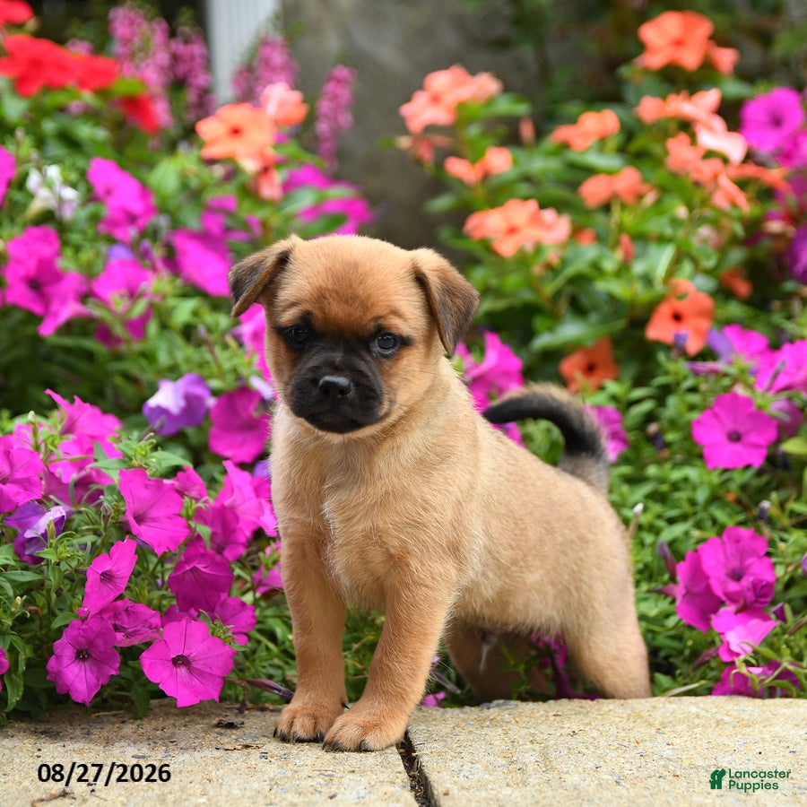 Mixed Breed dogs Truman - Ad 1