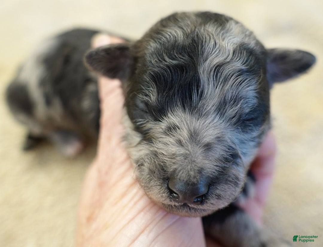 Toy Poodle dogs for sale: Nyx blue merle - Ad 7