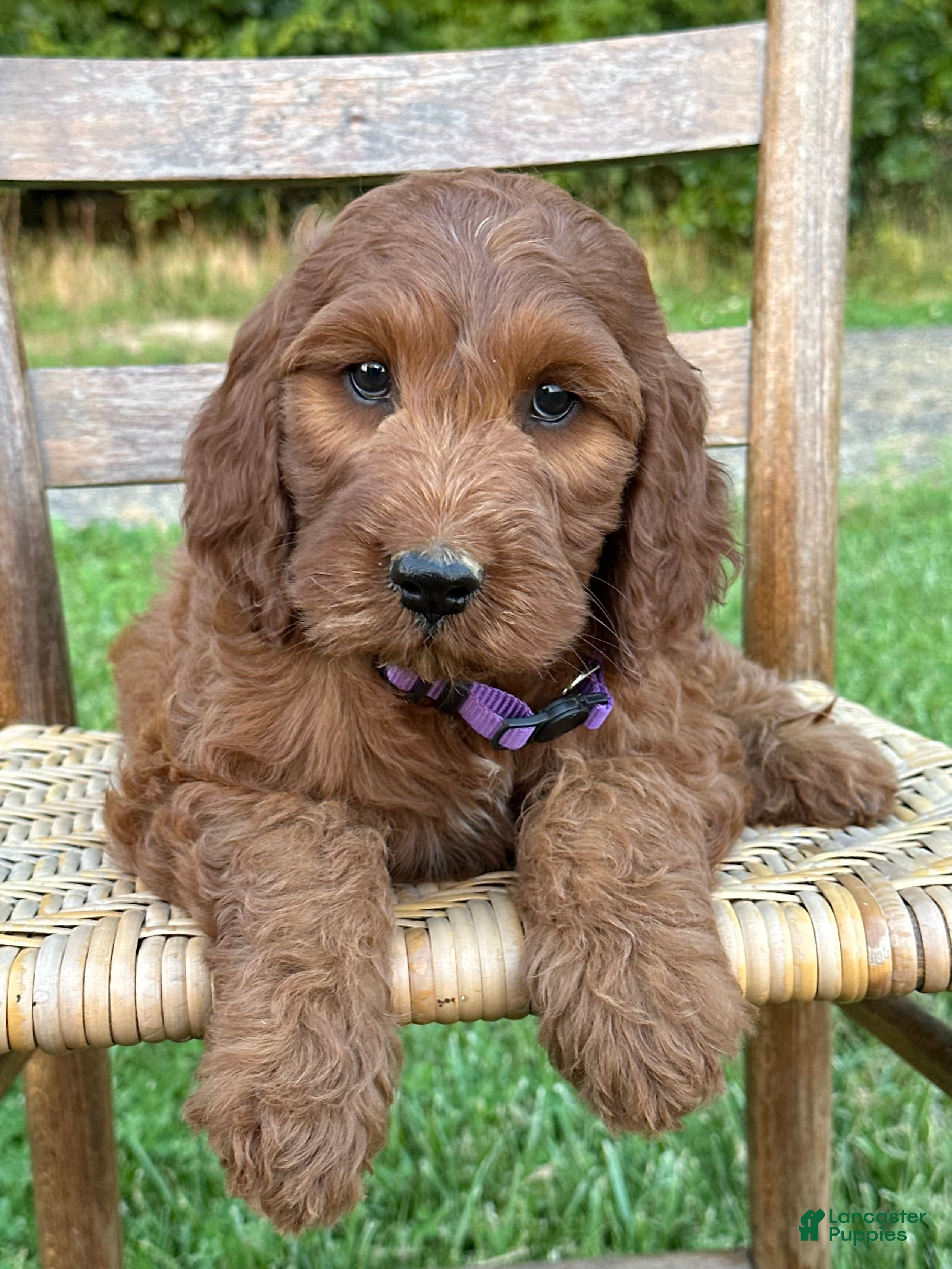 Irish Doodle dogs Molly - Ad 2