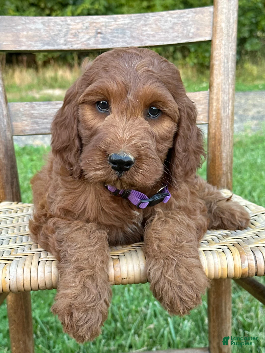 Irish Doodle dogs for sale: Molly - Ad 2