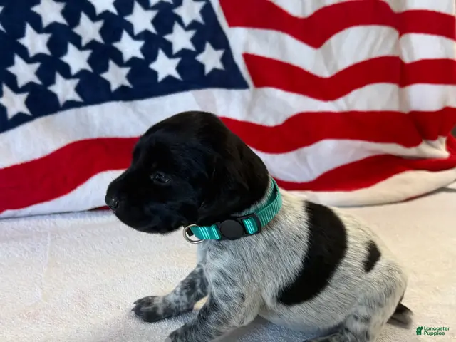 German Shorthaired Pointer dogs for sale: German Shorthaired Pointer 3 - Ad 31