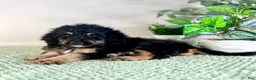 Bernedoodle dogs for sale: Dobby - Ad 4