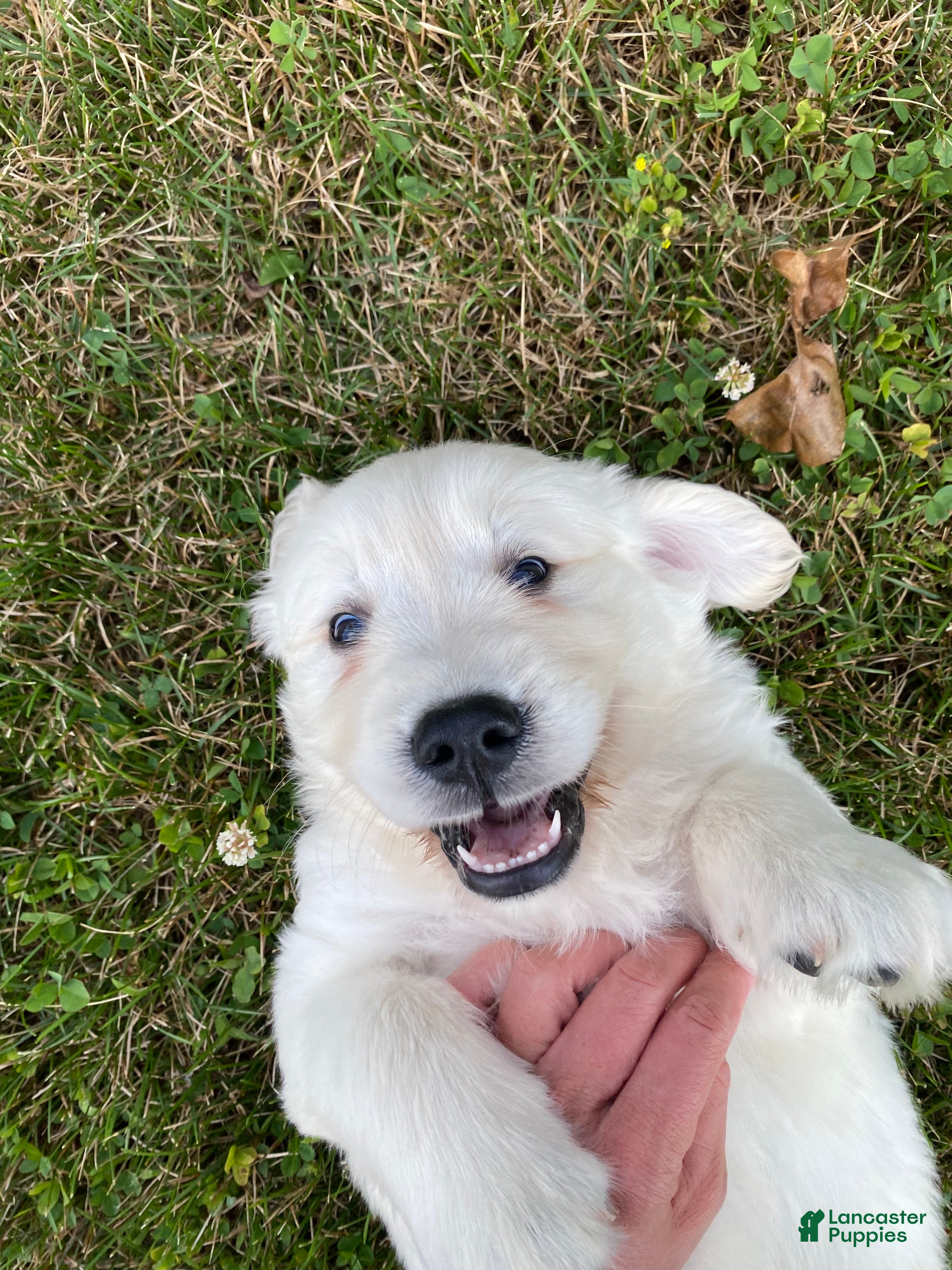 Golden Retriever dogs Dewey - Ad 2
