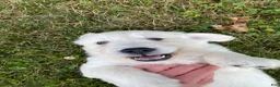 Golden Retriever dogs for sale: Dewey - Ad 2