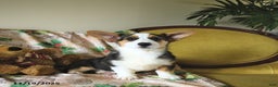 Welsh Corgi Pembroke dogs for sale: Nickle  - Ad 7