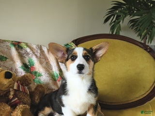 Welsh Corgi Pembroke dogs Nickle - Ad 21