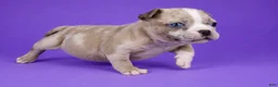 American Bully dogs for sale: Fawn Merle Female - Ad 7