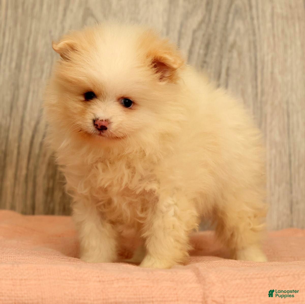 Pomeranian dogs for sale: Petunia - Ad 2