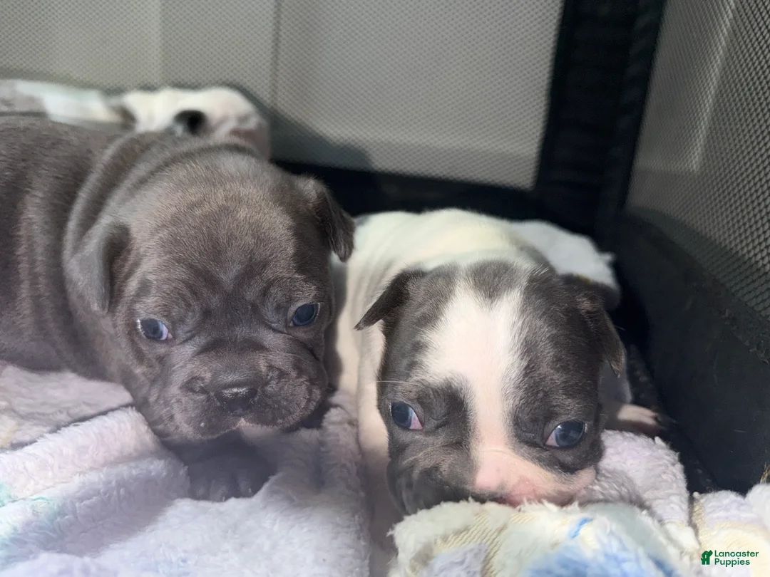 French Bulldog dogs for sale: Grizzly - Ad 2