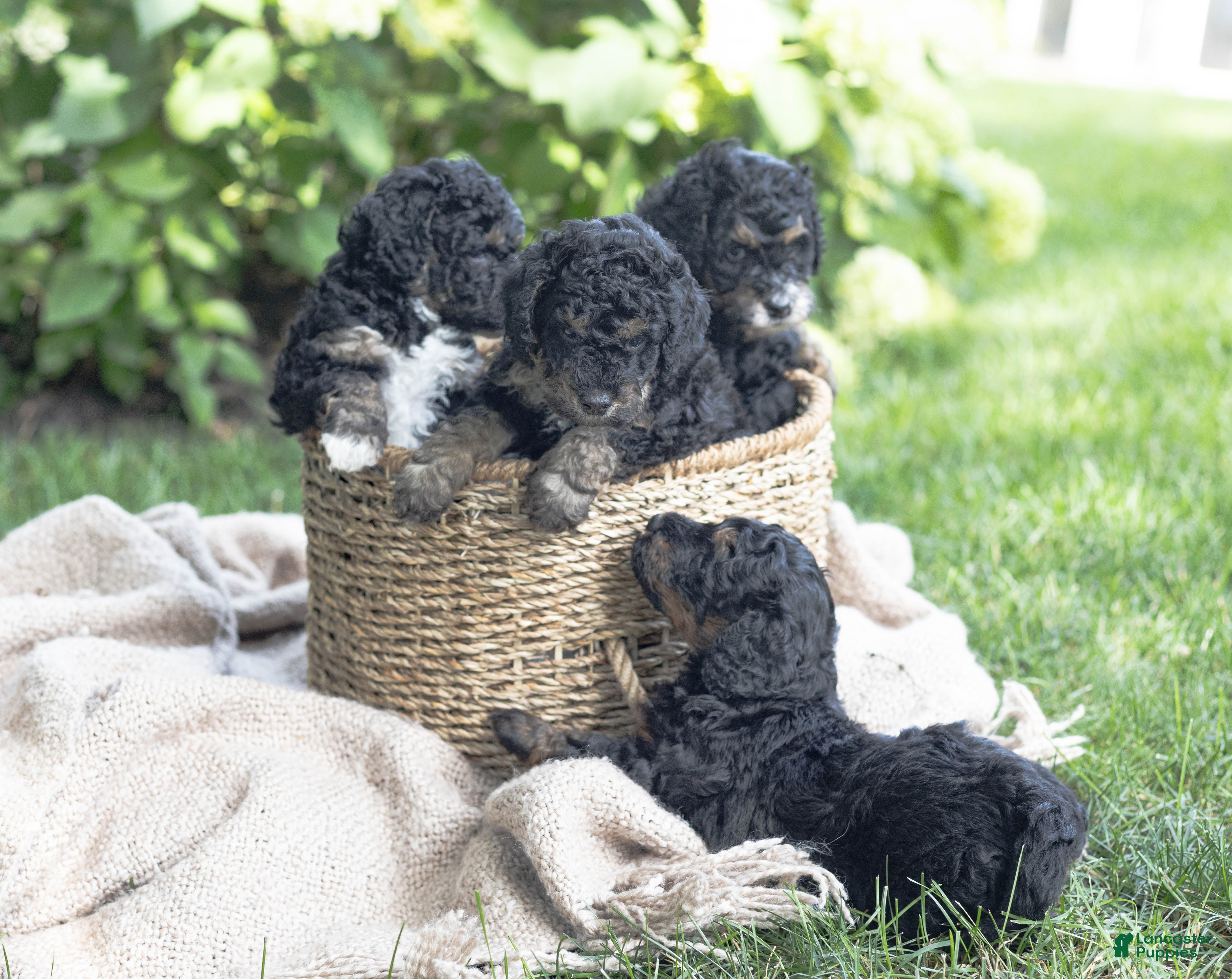 Mini Bernedoodle dogs Charlie - Ad 11