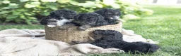 Mini Bernedoodle dogs for sale: Charlie - Ad 3