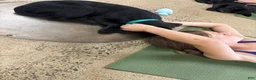 Labrador Retriever dogs for sale: Labrador Retriever 1 - Ad 13