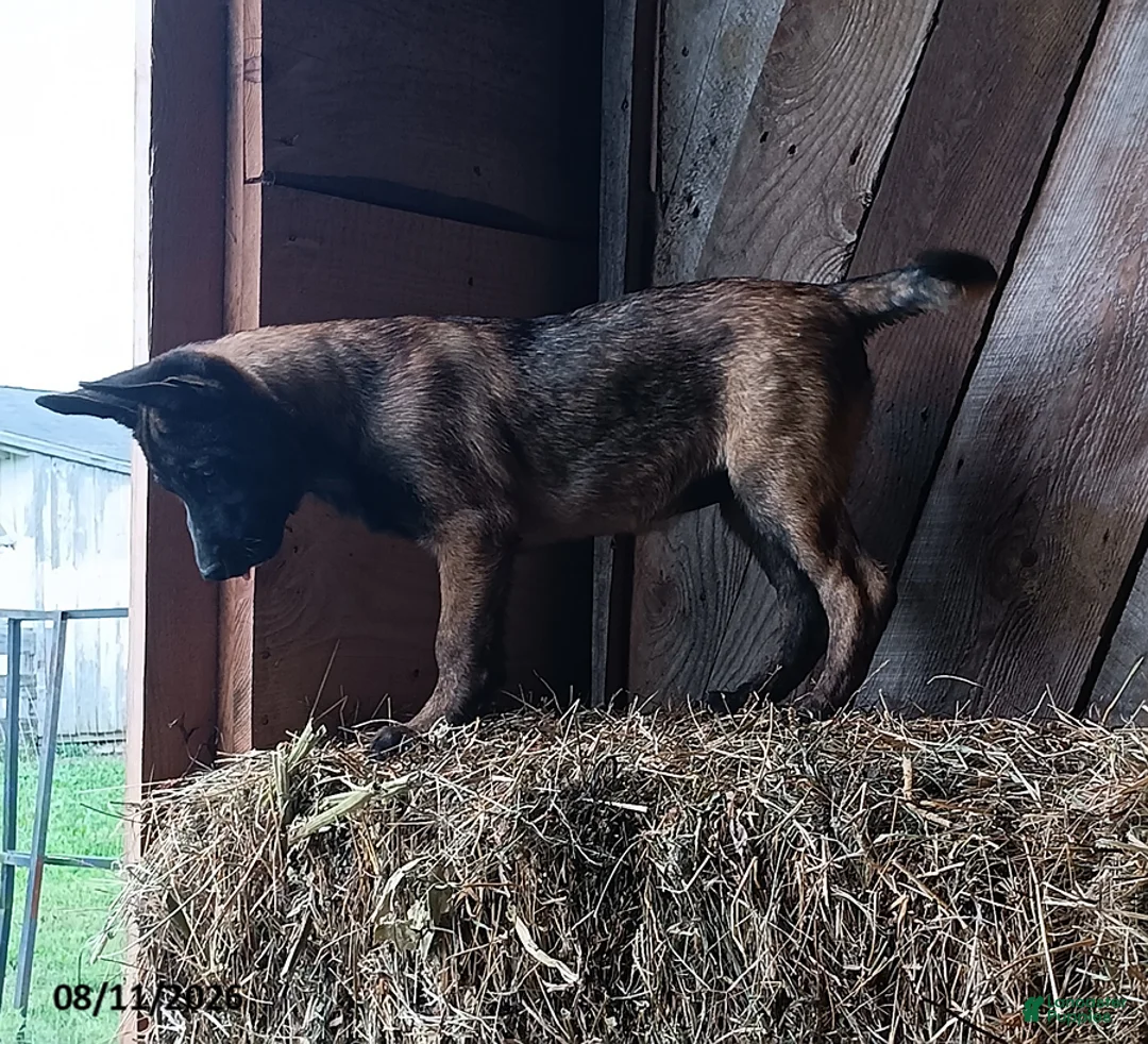 Belgian Malinois dogs for sale: Katie - Ad 3