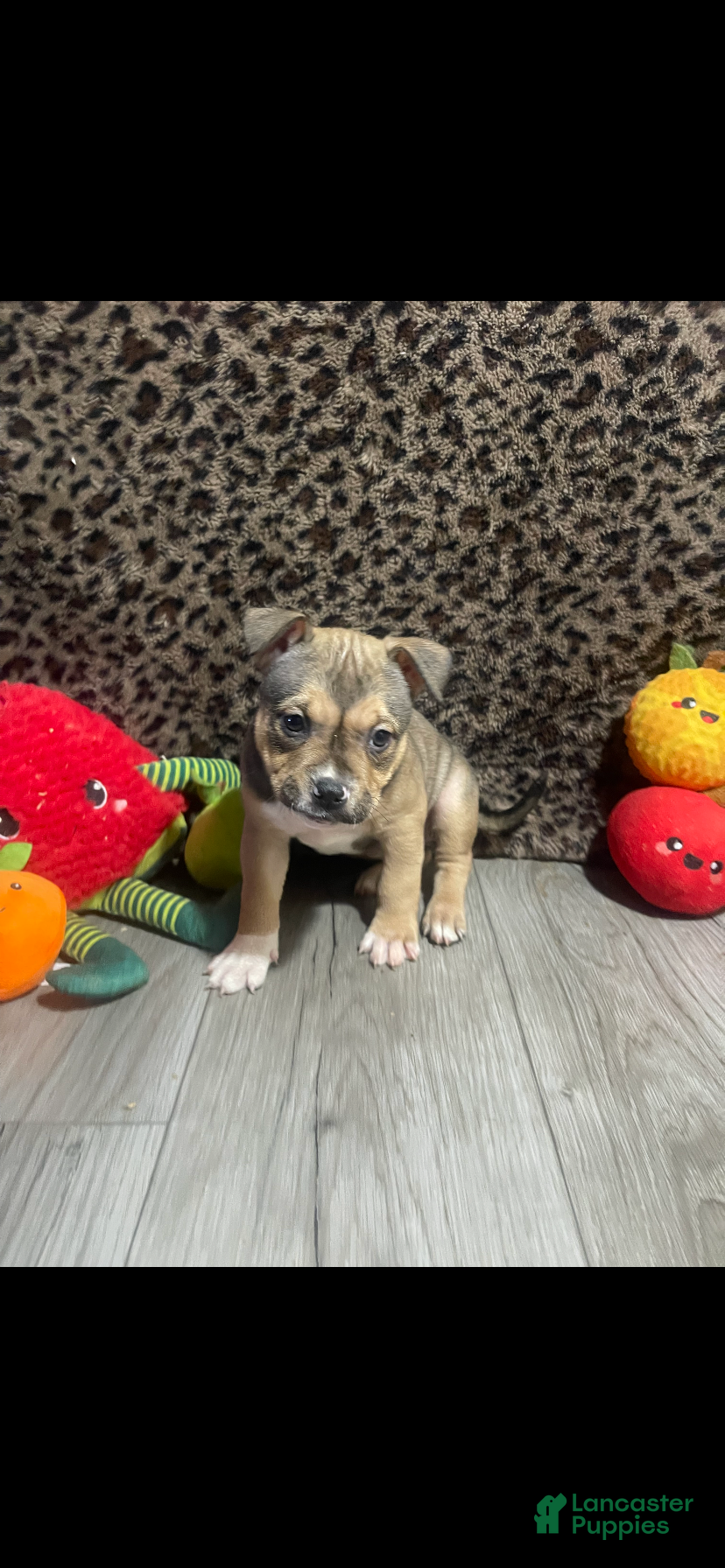 American Bully dogs for sale: American Bully 6 - Ad 31