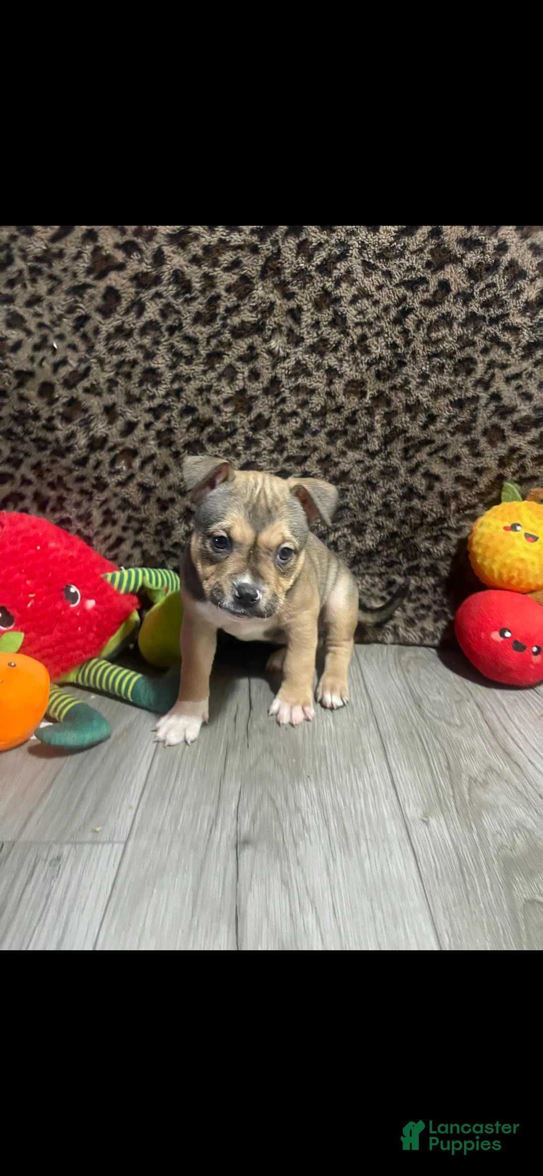 American Bully dogs for sale: American Bully 6 - Ad 1