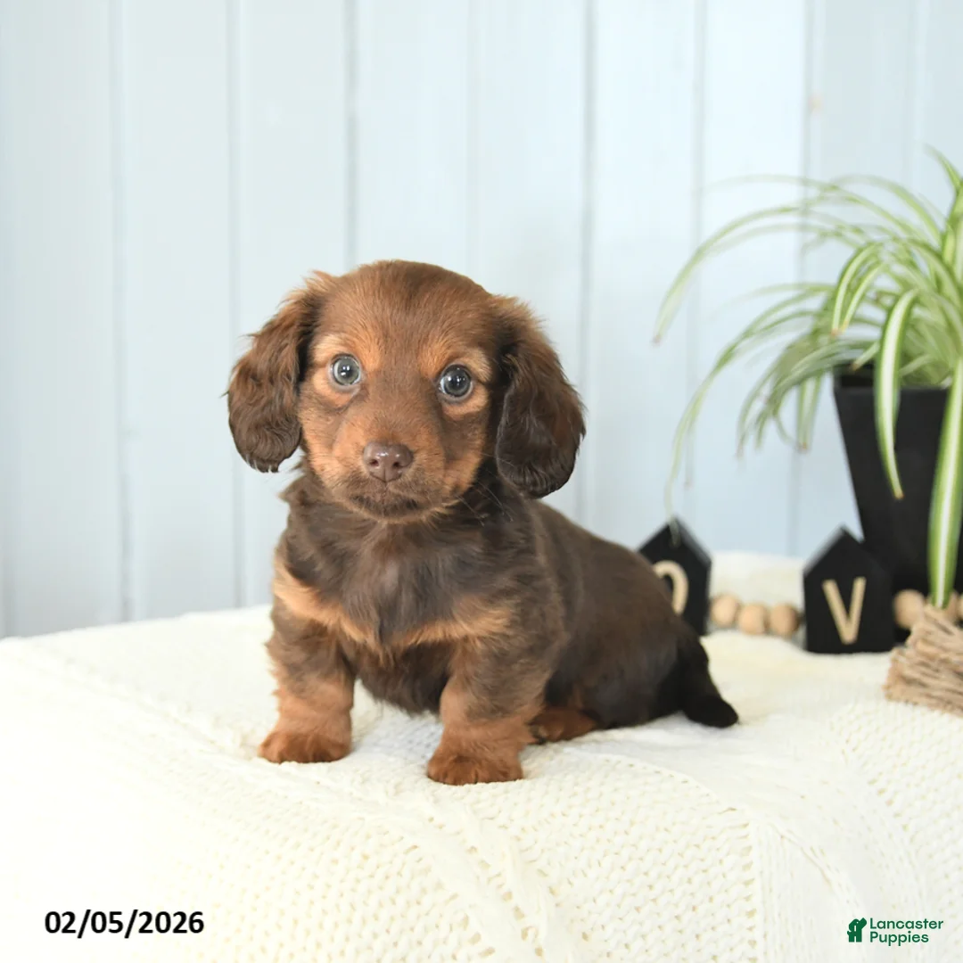 Miniature Dachshund dogs for sale: Sasha - Ad 3