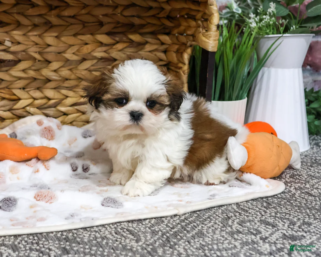 Shih Tzu dogs for sale: Tin Man - Ad 1