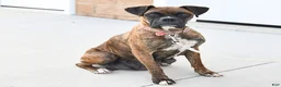 Boxer dogs for sale: Sofie - Ad 4