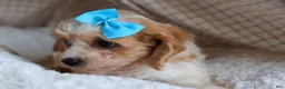Cavachon dogs for sale: RUSTY - Ad 6