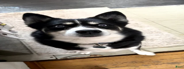 Oreo