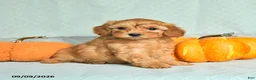 Maltipoo dogs for sale: Toby - Ad 4
