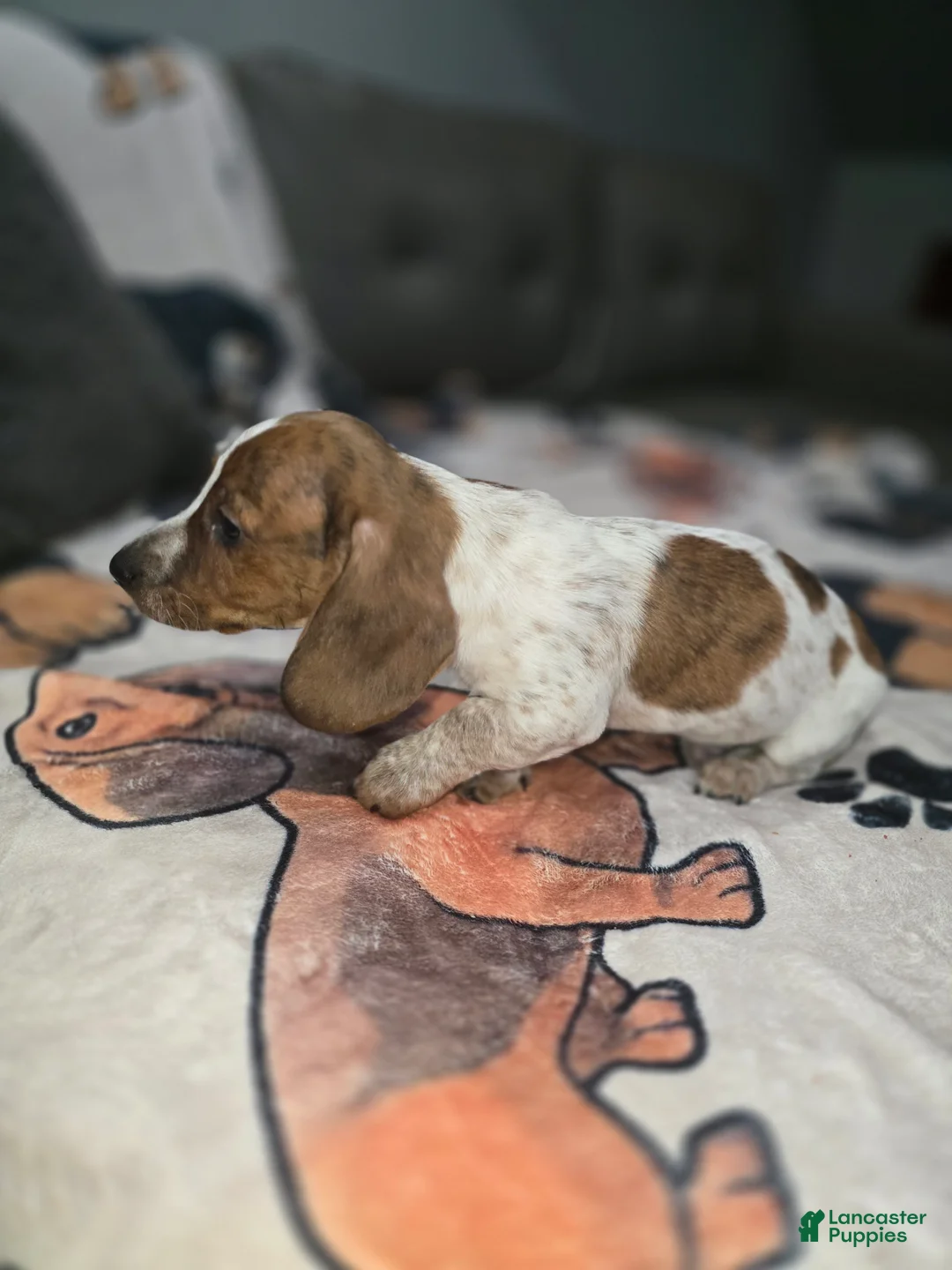 Dachshund dogs for sale: Rowdy - mini - Ad 1