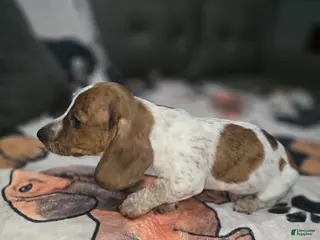 Dachshund dogs for sale: Rowdy - mini - Ad 4