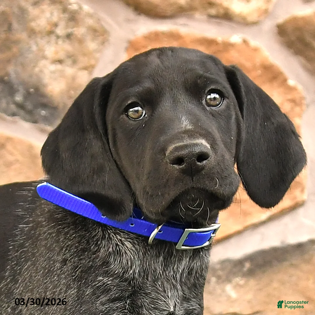 German Shorthaired Pointer dogs for sale: Elmo - Ad 2