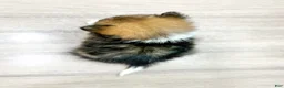 Pomeranian dogs for sale: Mason - Ad 4