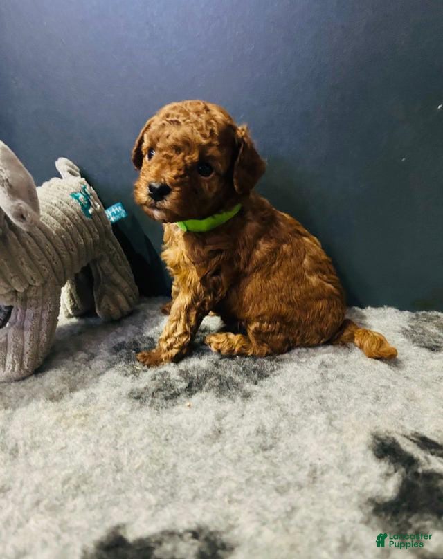 Toy Poodle dogs Ruby - Ad 21