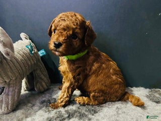 Toy Poodle dogs Ruby - Ad 29