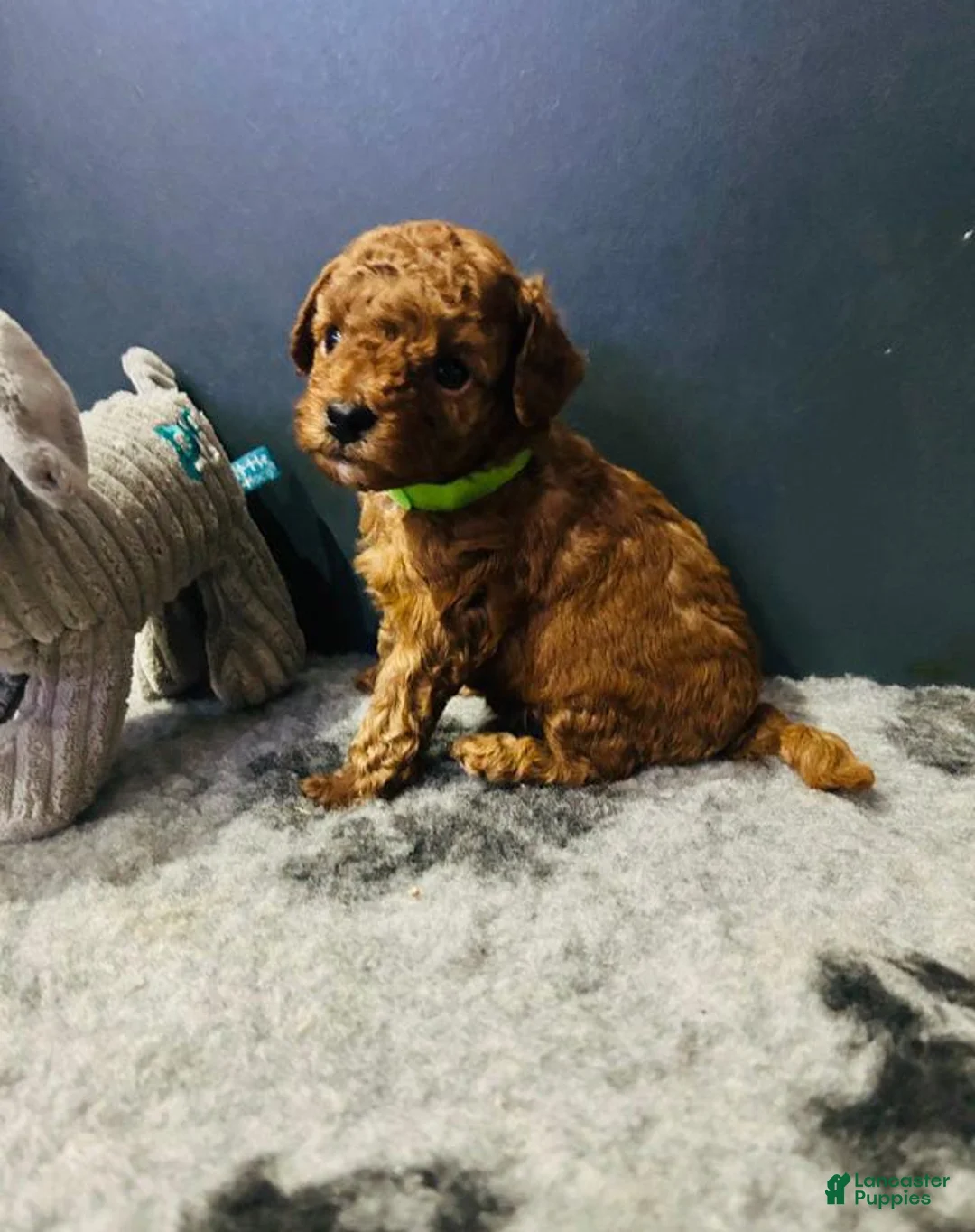 Toy Poodle dogs for sale: Ruby - Ad 1