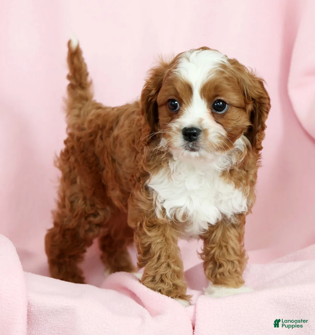 Cavapoo dogs for sale: Cecile - Ad 6