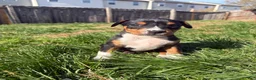 Mixed Breed dogs for sale: EJ - Ad 4