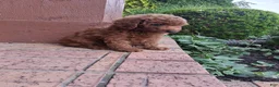Toy Poodle dogs for sale: Toy Poodle 1 - Ad 5