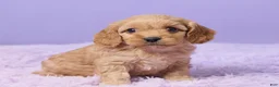 Cavapoo dogs for sale: Ashley - Ad 3