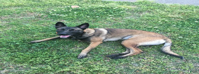 Riverwoods Morning Star 's Zoe CGC RATN RATO