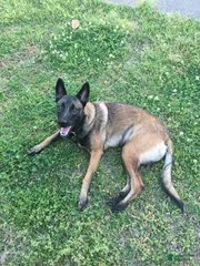 Riverwoods Morning Star 's Zoe CGC RATN RATO