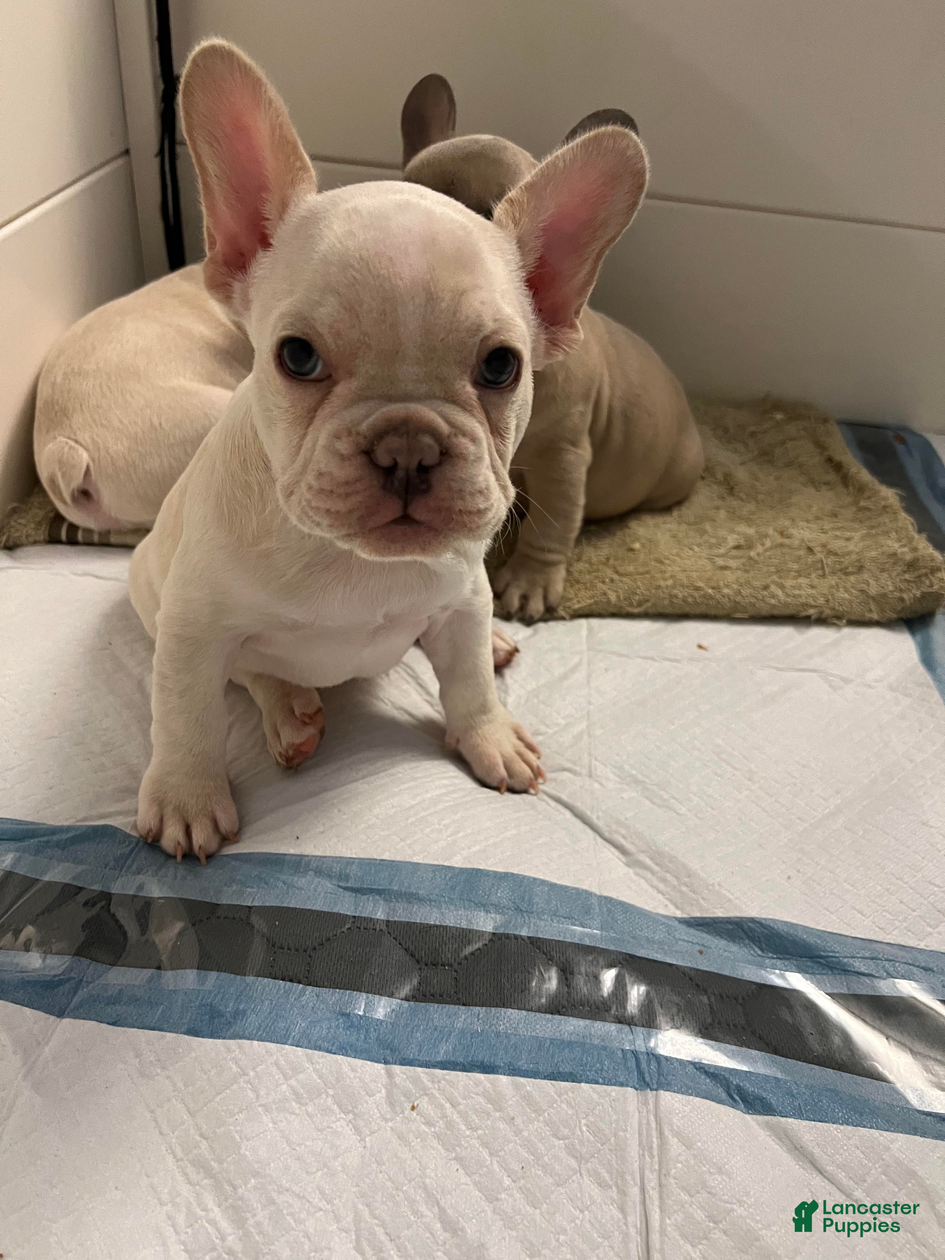 French Bulldog dogs for sale: Girl 1 - Ad 2