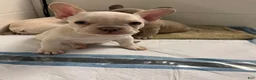 French Bulldog dogs for sale: Girl 1 - Ad 1