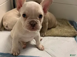 French Bulldog dogs Girl 1 - Ad 35