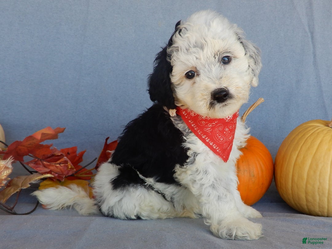 Sheepadoodle dogs for sale: Panda (medium) - Ad 16