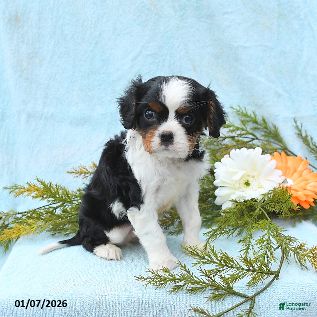 Cavalier King Charles Spaniel dogs for sale: Archie - Ad 2