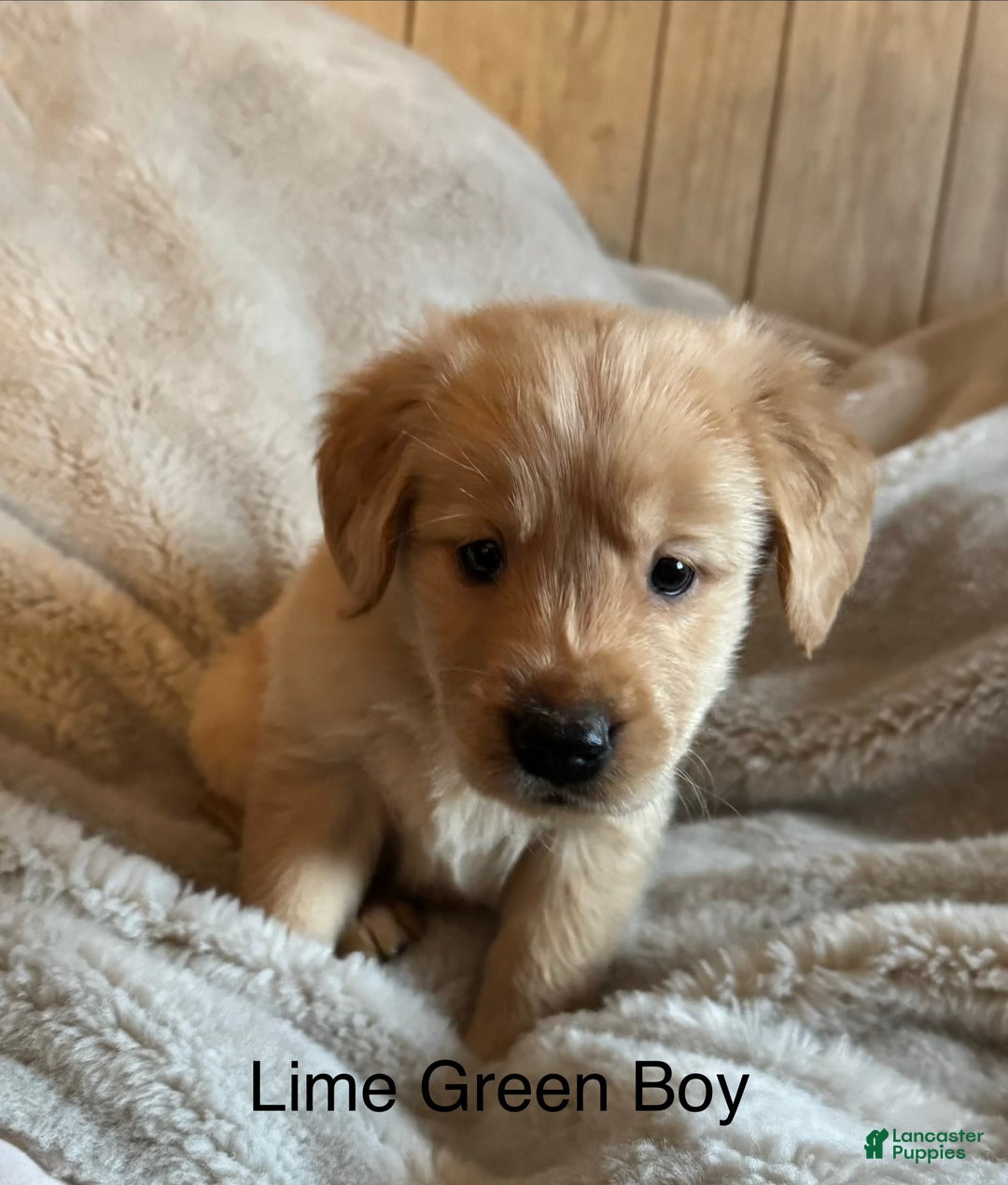 Golden Retriever dogs for sale: Golden Retriever Puppy 1 - Ad 3