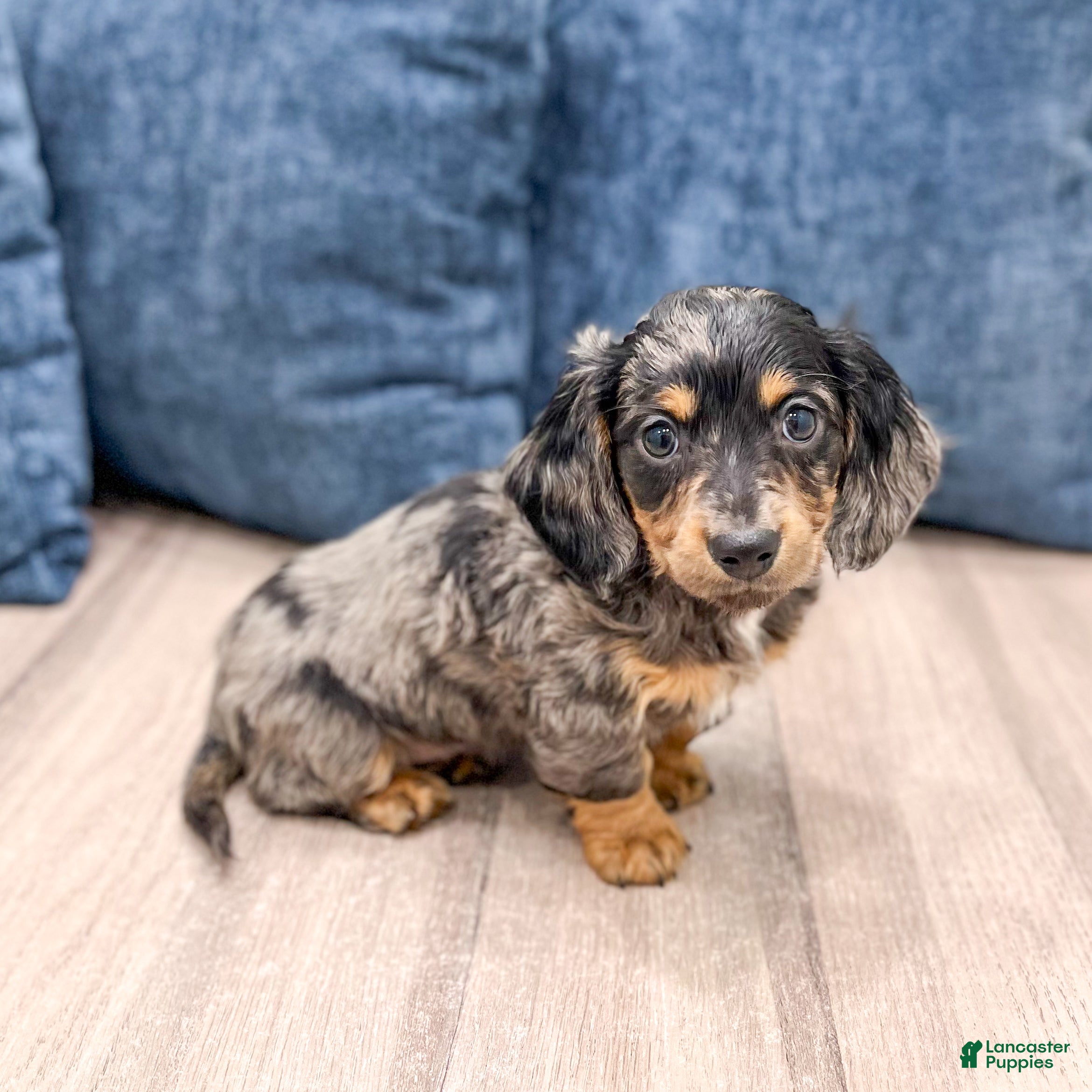Miniature Dachshund dogs Oscar - Ad 1