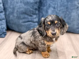 Miniature Dachshund dogs for sale: Oscar - Ad 1