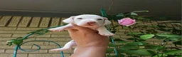 Dachshund dogs for sale: Nationwide delivery. Sugar pies white girl with blue eyes - Ad 1