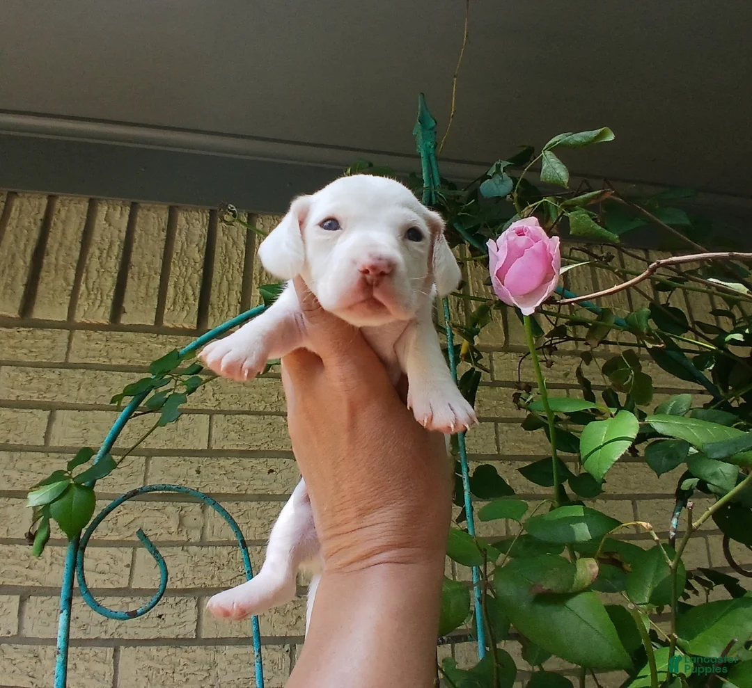 Dachshund dogs for sale: Nationwide delivery. Sugar pies white girl with blue eyes - Ad 1