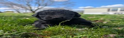 Newfoundland dogs for sale: Hayden - Ad 12